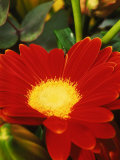 Close-up of Red Gerbera