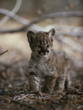 Portrait of an Eight-Week-Old Mountain Lion Kitten
