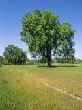 Valley Oak Trees on a Hillside in Monterey