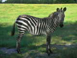Zebra in Pasture  North Florida