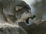 Alpha Male Gray Wolf Dominates a Deer Carcass