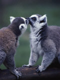 Lemur Catta (Ringtail Lemur)