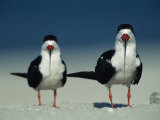 Pair of Black Skimmer Birds