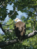 American Bald Eagle Perches on a Tree Branch