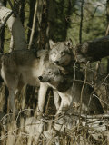 Two Gray Wolves on the Forests Edge