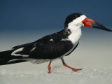Black Skimmer Bird Walks in the Sand