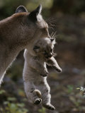 Mother Mountain Lion  Felis Concolor  Carries a Two-Week-Old Kitten