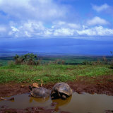 Giant Tortoises in Pond with Bay in Distance  Ecuador