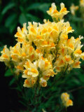 Detail of Butter and Eggs (Linaria Vulgaris) Wildflowers  Grand Teton National Park  USA