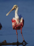 Roseate Spoonbill Wades in the Mud of a Coastal Lagoon