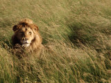 Male Lion Hiding  Masai Mara National Park  Kenya