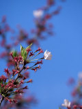 Cherry Blossoms  Washington  DC