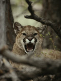 Mountain Lion Snarls and Growls