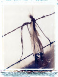 Feather and Hair Suspended on Barbed Wire