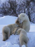 Mother Polar Bear Nurtures her Two Cubs