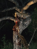 Tjololo  a Five-Year-Old Leopard  and a Spotted Hyena Engage in a Tug-Of-War over an Impala
