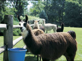 Llamas Standing Near a Fence