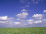 Wheat Fields Near Antequera  Spain