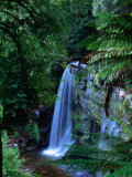 Russell Falls with Ferns in Foreground  Mt Field National Park  Australia