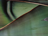 Close View of a Maguey Leaf
