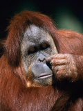 Orangutan  Borneo