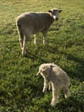 Virginia Colonial Era Breed of Sheep  Bassett Hall