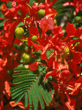 Poinciana Tree Blossoms  Bermuda
