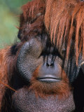 Orangutan  Borneo