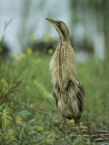 Eurasian Bittern Stretching its Neck to Get a Higher View