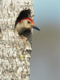 Red-Bellied Woodpecker Looks Out from its Nest