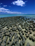 Stromatolites in Hamelin Pool  Near Monkey Mia  Hamelin Bay  Australia