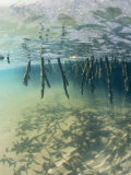 Mangrove Tree Roots Cast Shadows on the Sandy Bottom
