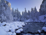 Fresh Snow Fallen on Trees Near Stream