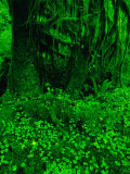 Ho River Rain Forest in Olympic National Park  Washington  Olympic National Park  USA