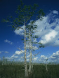 Puffy Clouds Fill a Blue Sky over Tall Grasses in the Everglades