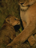 African Lioness and her Cub