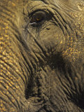 Close-up of Elephant  Thailand
