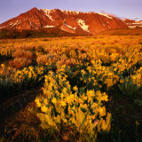 Sierra Nevada's Mt Parker Behind Field of Arrowleaf Balsom Root  USA
