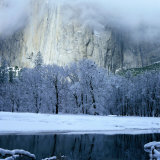 Mercad River and Snow-Covered Black Oak Trees in Front of El Capitan  Yosemite National Park