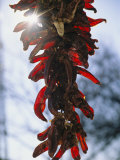 A Bunch of Red Peppers Hung to Dry in Old Santa Fe