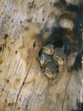 Young Squirrels Peering Out of a Nest Once Used by a Northern Flicker