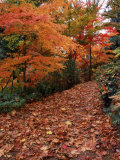 Washington Park Arboretum in Fall  Seattle  WA