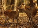 Mother and Fawn Sika Deer