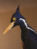 Close View of an Ivory-Billed Woodpecker (Campephilus Principalis)