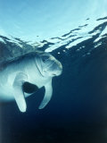 Manatee Underwater