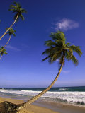 Tropics  Palm & Ocean