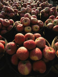 Rows of Apples Glisten with Morning Dew at a Roadside Stand