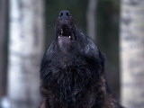 Gray Wolf Howling  Canis Lupus  MN
