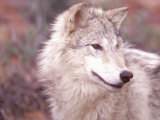 Close-up of Gray Wolf  Near Zion National Park  UT