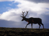 Bull Elk in Velvet  Cervus Canadensis  CO